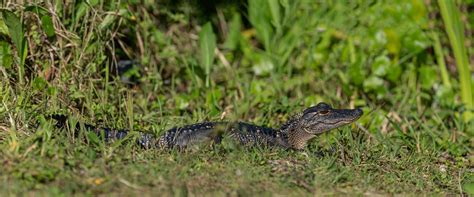 Top 5 Reasons to Own an Hermes Alligator Mississippiensis